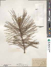 Pinus resinosa image