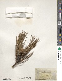 Pinus resinosa image