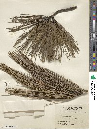 Pinus resinosa image