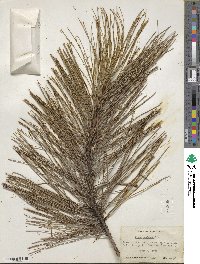 Pinus resinosa image