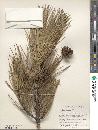 Pinus resinosa image