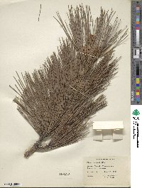 Pinus resinosa image