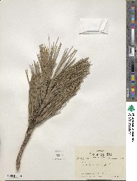 Pinus resinosa image