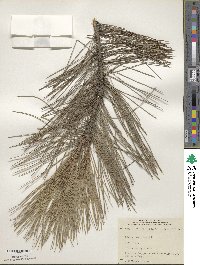 Pinus resinosa image