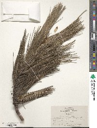 Pinus resinosa image