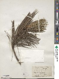 Pinus resinosa image