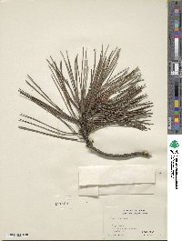 Pinus resinosa image