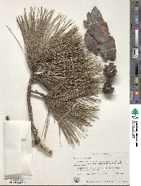 Pinus resinosa image