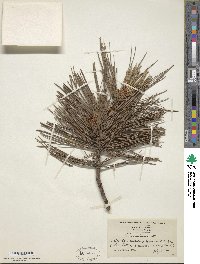 Pinus resinosa image