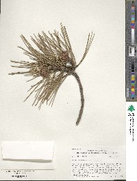 Pinus resinosa image