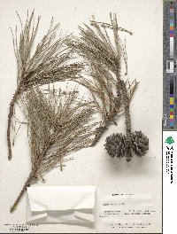 Pinus rigida image