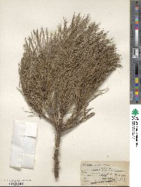 Pinus rigida image