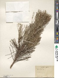 Pinus rigida image