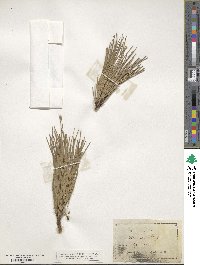 Pinus rigida image