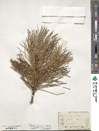 Pinus rigida image