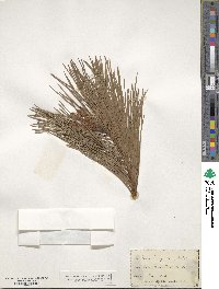 Pinus rigida image