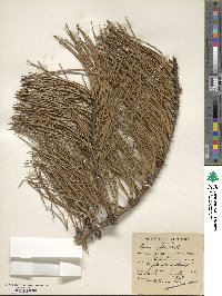 Pinus rigida image