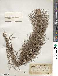 Pinus rigida image