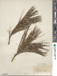 Pinus rigida image