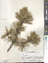 Pinus rigida image