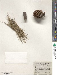 Pinus rigida image