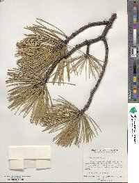 Pinus rigida image