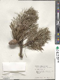 Pinus rigida image