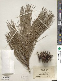 Pinus rigida image