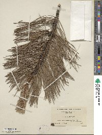 Pinus rigida image