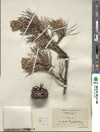 Pinus rigida image