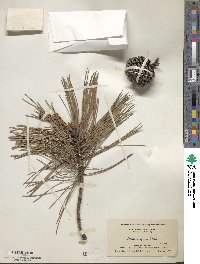 Pinus rigida image