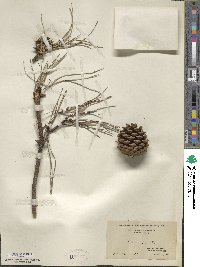 Pinus rigida image