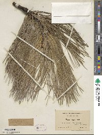 Pinus rigida image