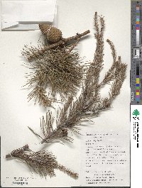 Pinus rigida image