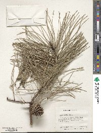 Pinus rigida image