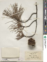 Pinus rigida image