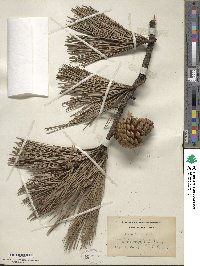 Pinus rigida image