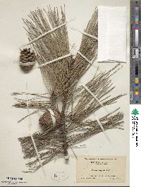 Pinus rigida image