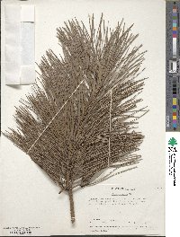 Pinus rigida image