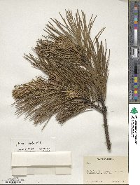 Pinus rigida image