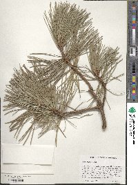 Pinus rigida image