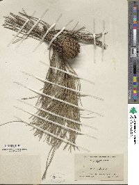 Pinus rigida image