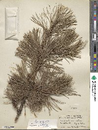 Pinus rigida image