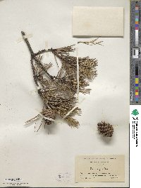 Pinus rigida image