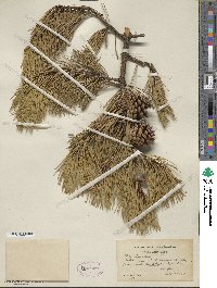 Pinus rigida image