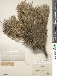 Pinus rigida image