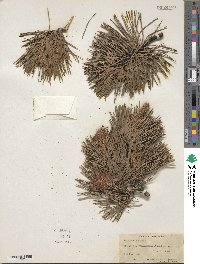 Pinus rigida image