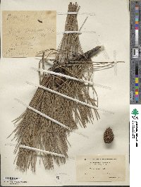 Pinus rigida image