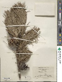 Pinus rigida image