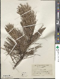 Pinus rigida image